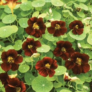 Black Velvet Nasturtium Thumbnail